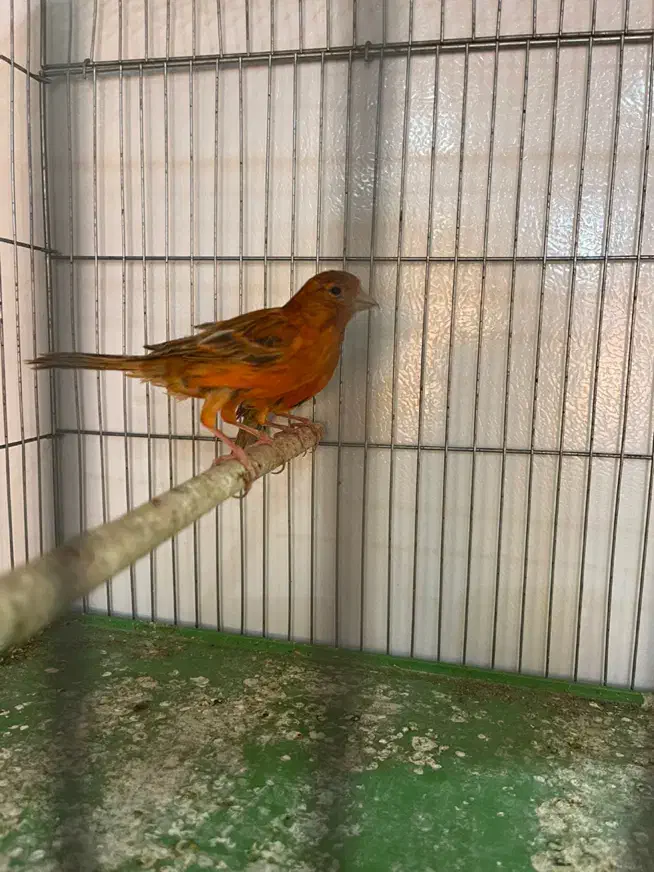 قناری ماده|پرنده|شیراز, پودنک|دیوار