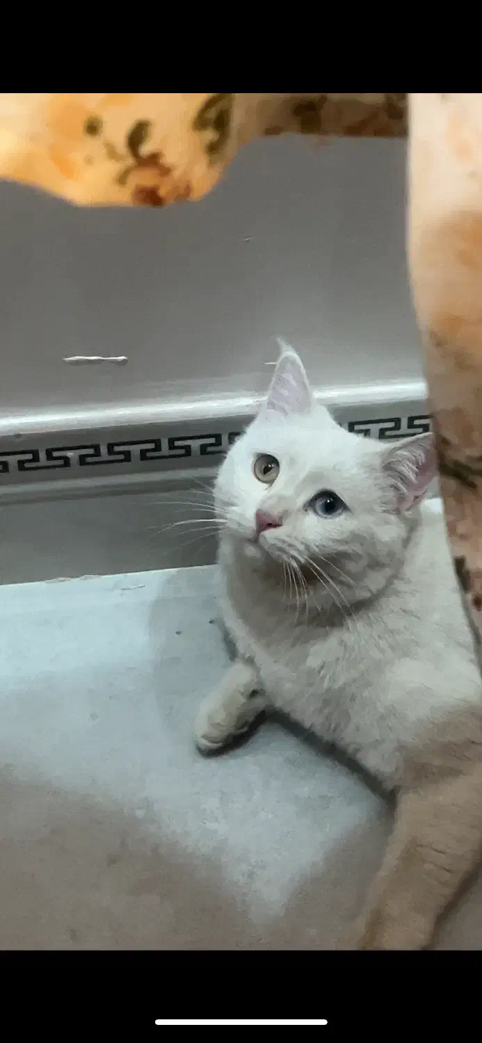 گربه وان ترکیه ماده|گربه|فولادشهر, A2|دیوار