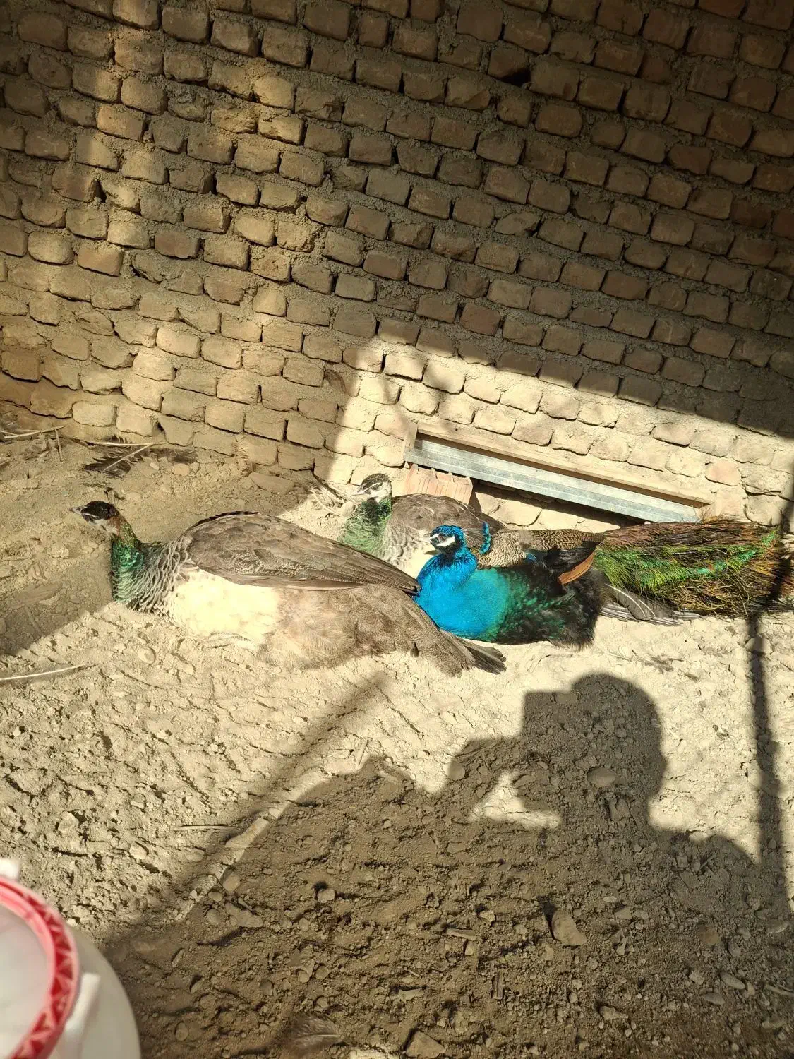 طاوس|پرنده|گرگان, |دیوار