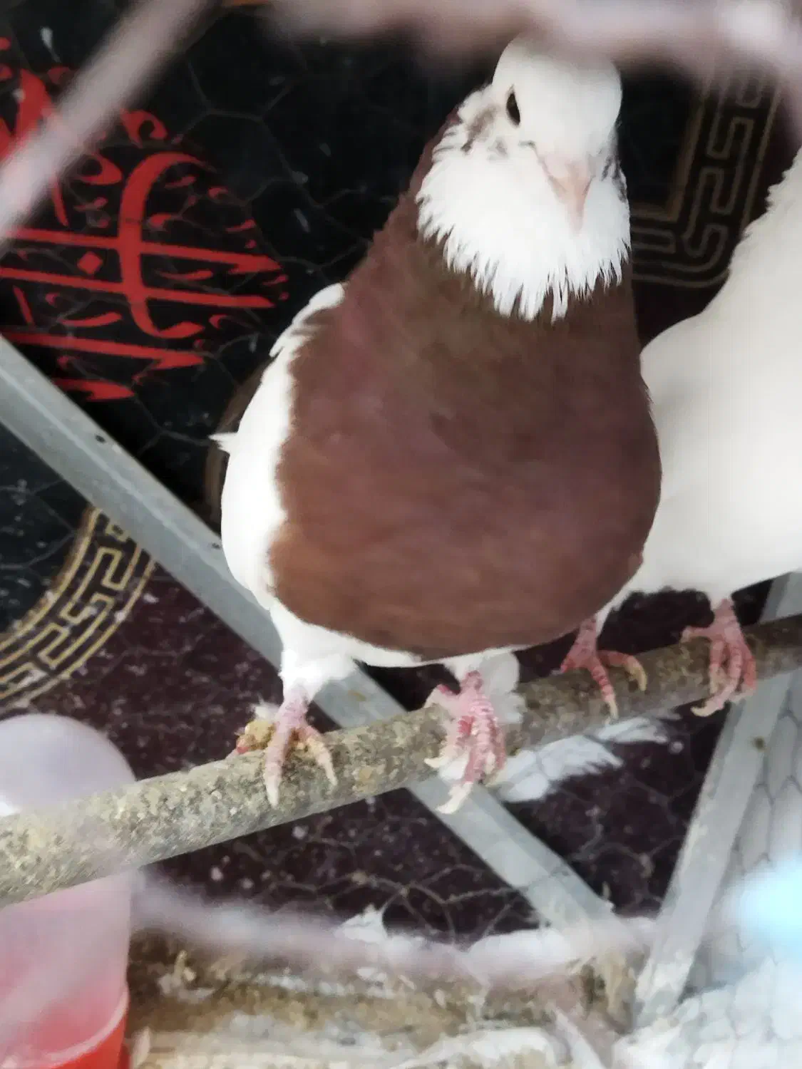 کبوتر جوانه|پرنده|ایلام, |دیوار