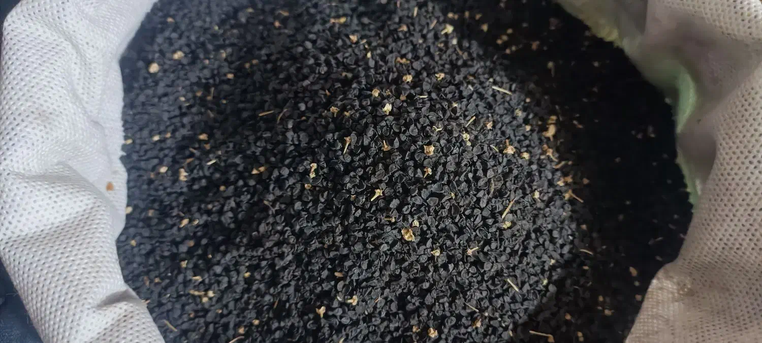 تخمپیاز زرد|گل و گیاه طبیعی|سراوان, |دیوار