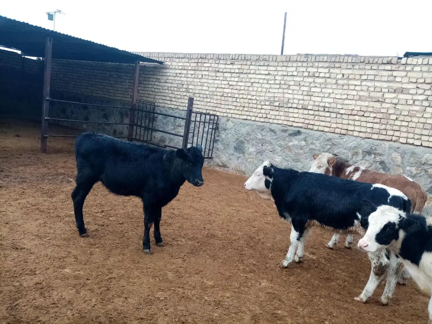 گوساله ماده سیمینتال|حیوانات مزرعه|قم, دورشهر|دیوار