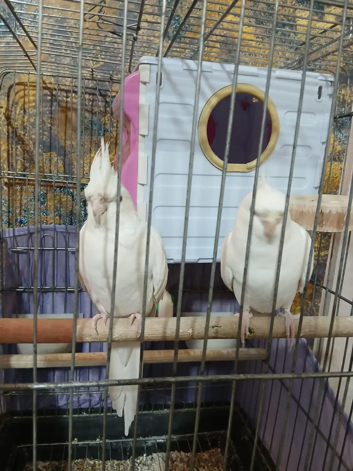 عروس هلندی جفت|پرنده|پاکدشت, پاکدشت (مامازند)|دیوار