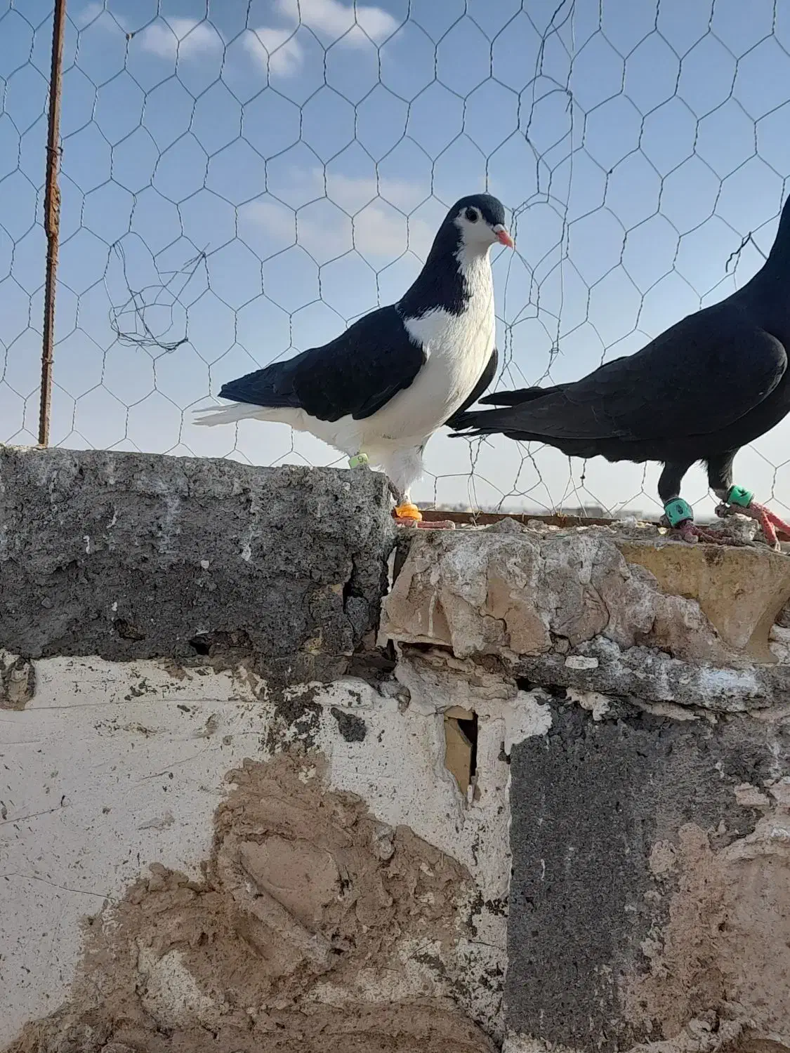 فروشی|پرنده|خواف, |دیوار