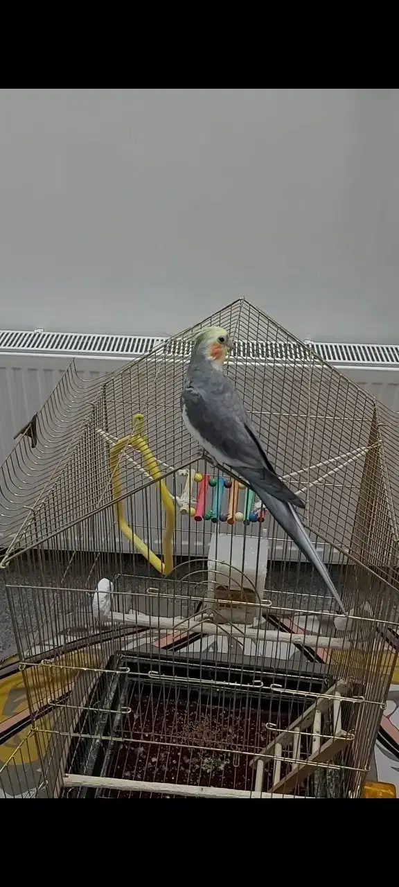 عروس هلندی کاملادستی|پرنده|اردکان, |دیوار