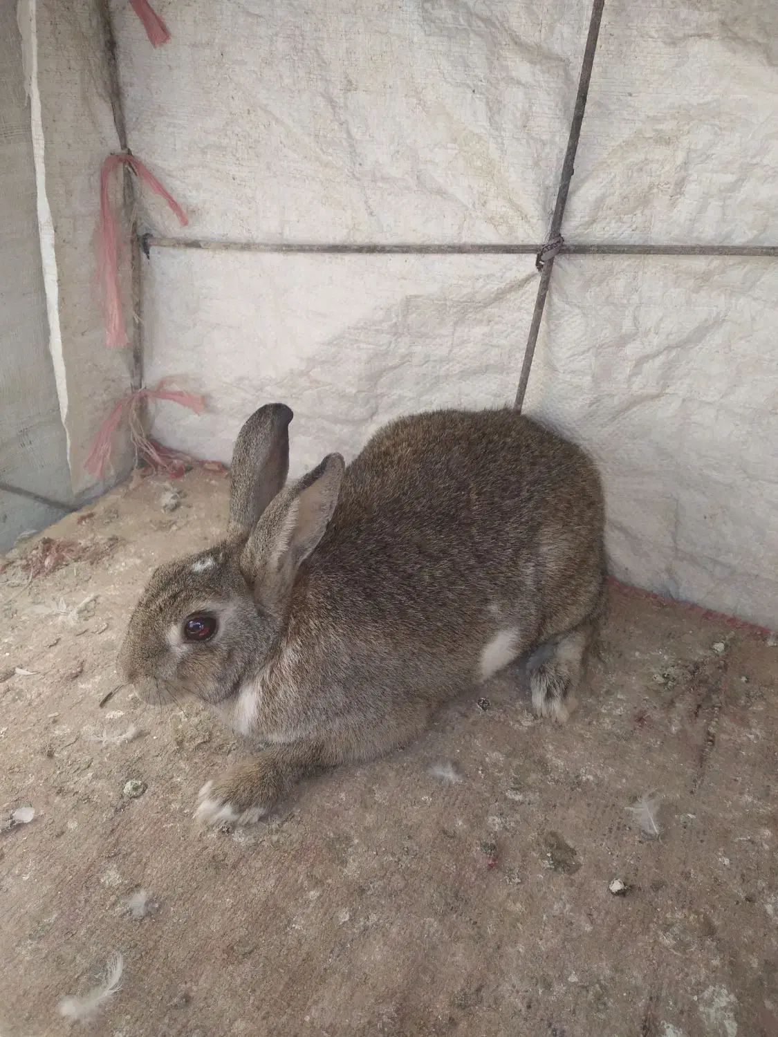 خرگوش ماده|موش و خرگوش|لردگان, |دیوار