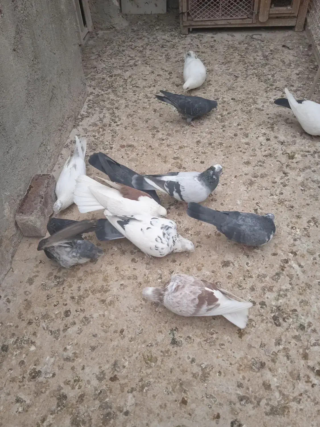 کبوتر|پرنده|قم, سراجه (۱۵ خرداد)|دیوار