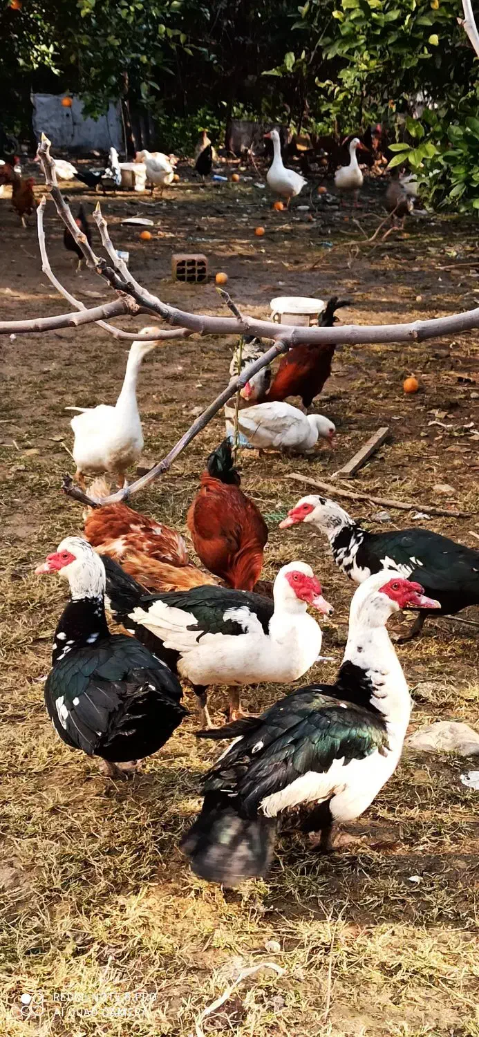 اردک اسرایلی و غاز|حیوانات مزرعه|نوشهر, |دیوار