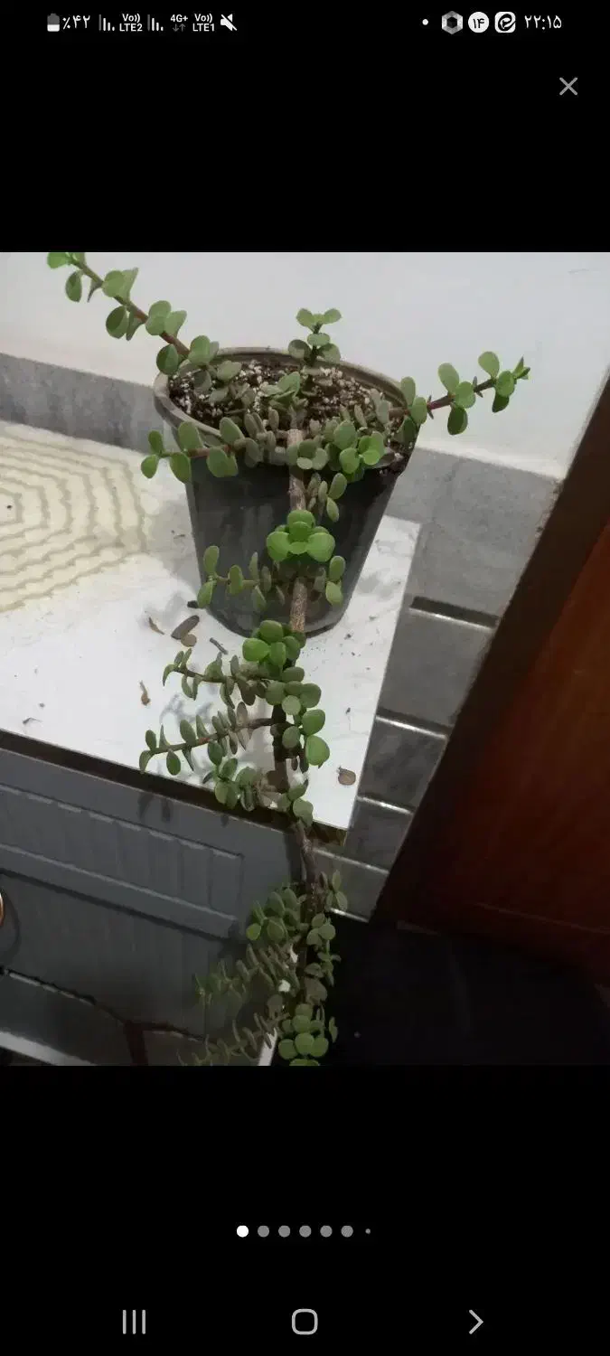 گل طبیعی زیبا|گل و گیاه طبیعی|بیرجند, |دیوار