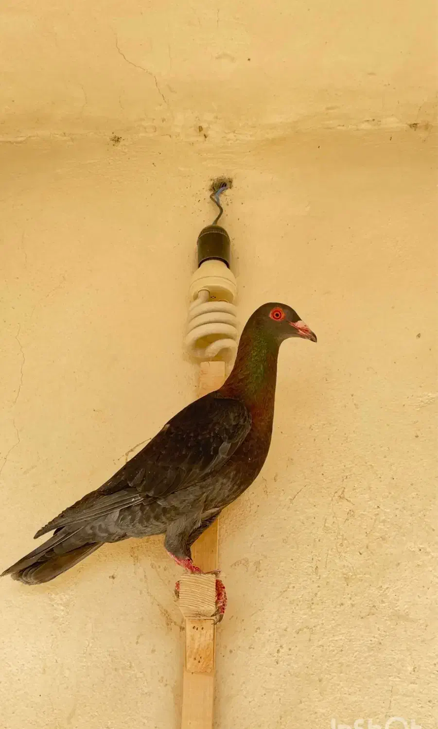 ماده|پرنده|قزوین, |دیوار