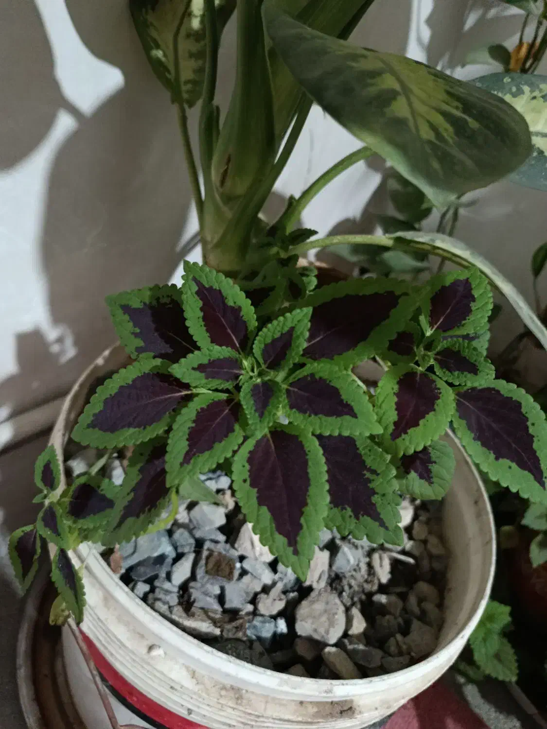 گل و گلدان|گل و گیاه طبیعی|کرمانشاه, |دیوار