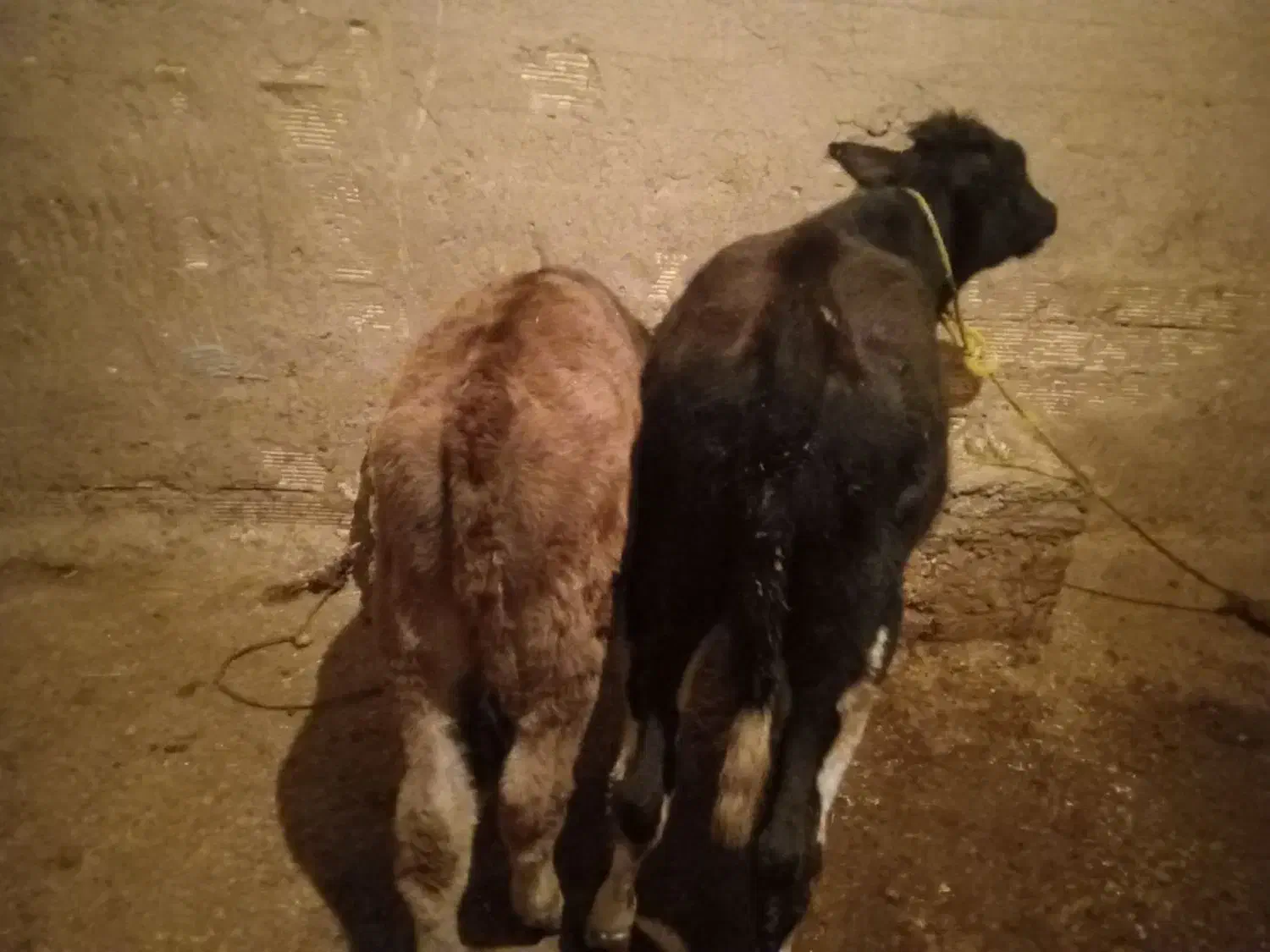 چهار عدد گوساله جنس درجه یک|حیوانات مزرعه|کوهدشت, |دیوار