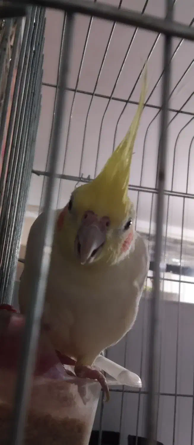 پرنده|پرنده|اهواز, کوی مهدیس|دیوار