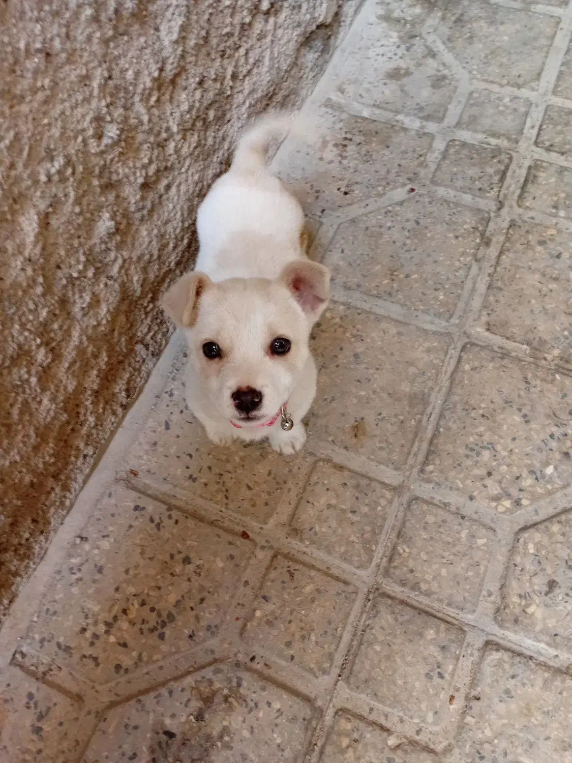 سگ پا کوتاه|سگ|تهران, اباذر|دیوار