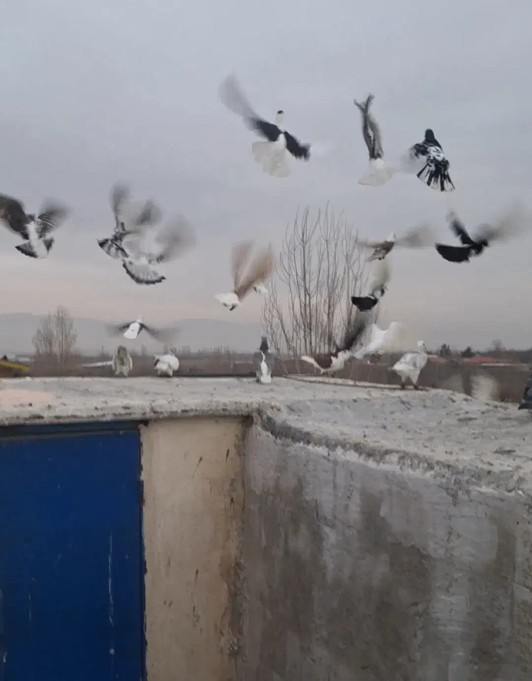 کفتر بوم تعداد ۳۵ عدد|پرنده|گلبهار, نوبهار|دیوار