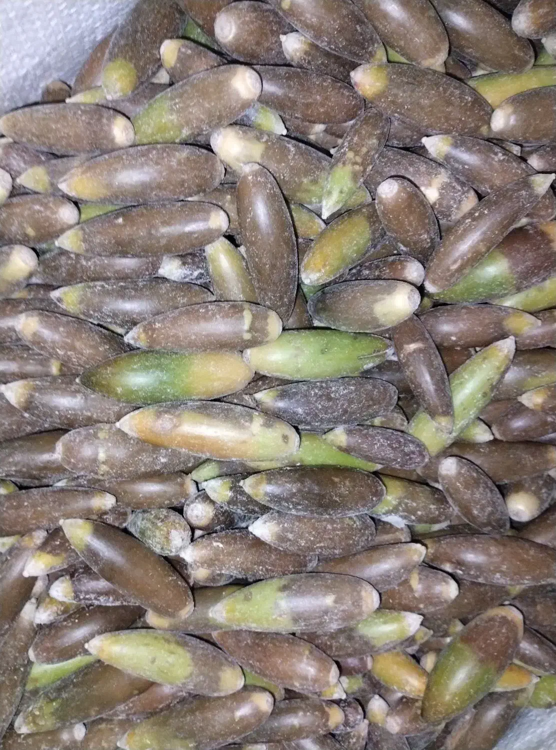 بالوط|خوردنی و آشامیدنی|کوهمره, |دیوار