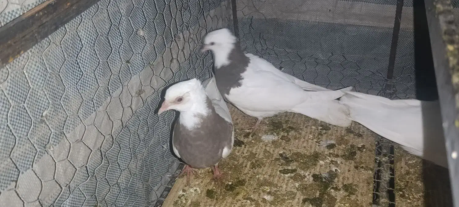 طوقی|پرنده|زاگرس, |دیوار