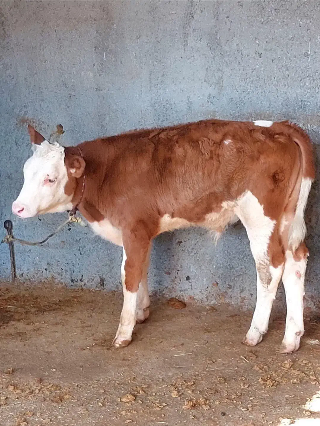 دوستانیکهدنبالگوساله یک دست هستنتماسب...|حیوانات مزرعه|بندر ترکمن, |دیوار