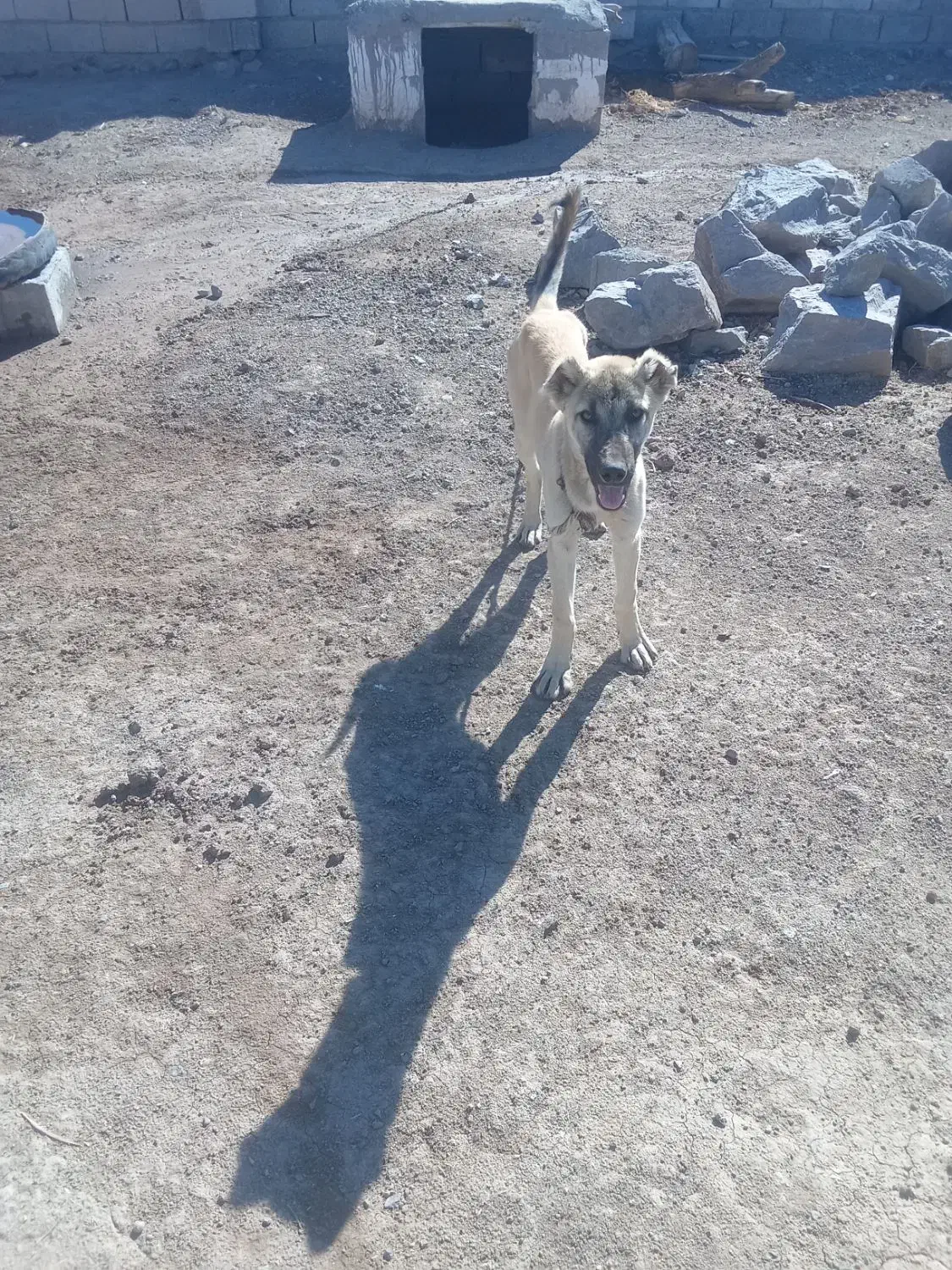 توله|سگ|مشگین شهر, |دیوار