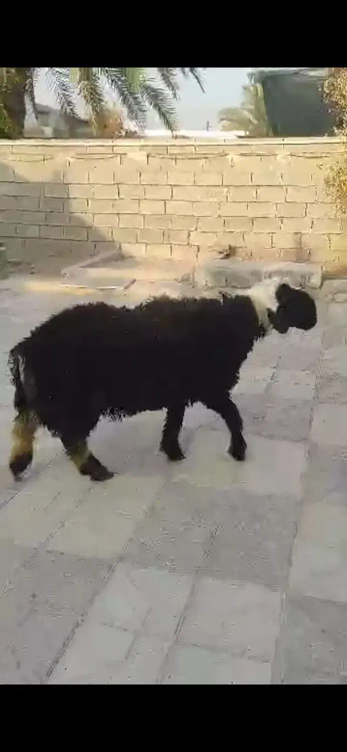 بره نر فروشی|حیوانات مزرعه|گراش, |دیوار