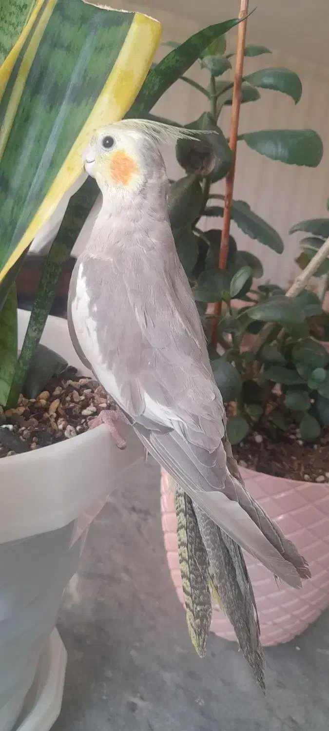 فروش دوعدد عروس هلندی ماده سالم سرحال|پرنده|میانه, |دیوار