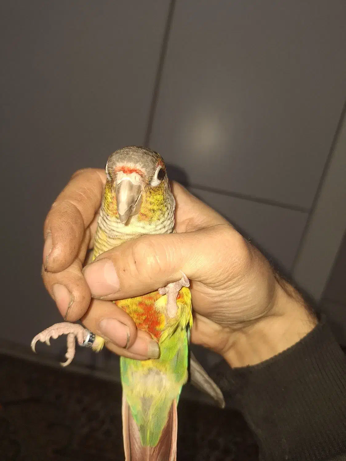 گرینچیک|پرنده|پردیس, فاز ۸|دیوار