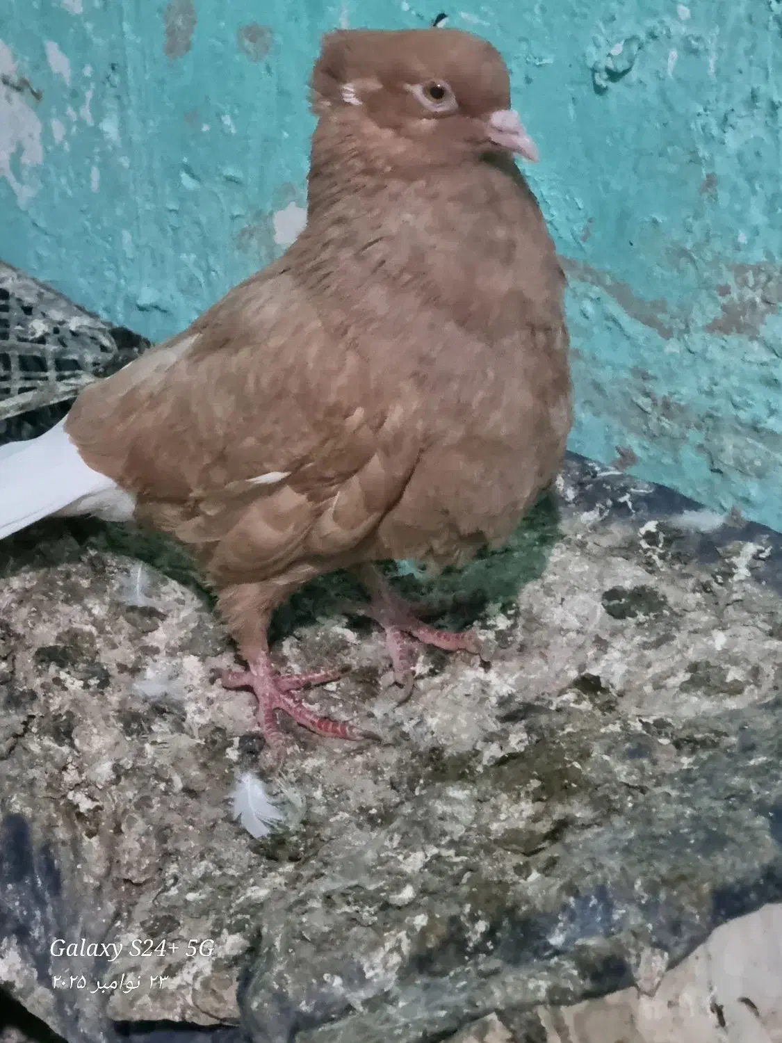 سرور کاکل و اشعل زرد درجه یک|پرنده|خرمشهر, |دیوار