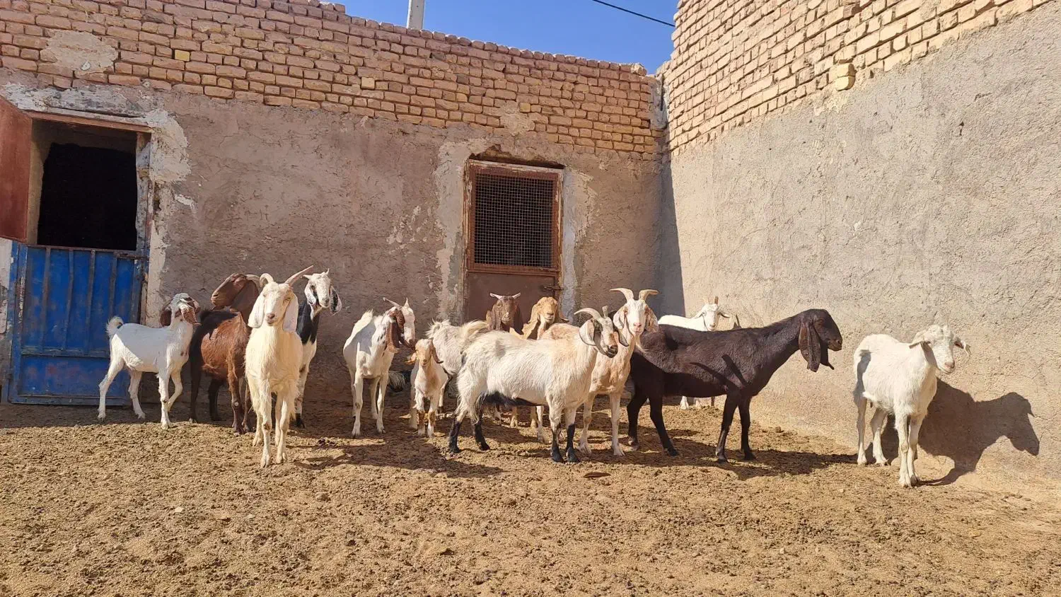 ۱۶ عدد بز پاکستانی شیرا بدرد بخور|حیوانات مزرعه|نطنز, |دیوار