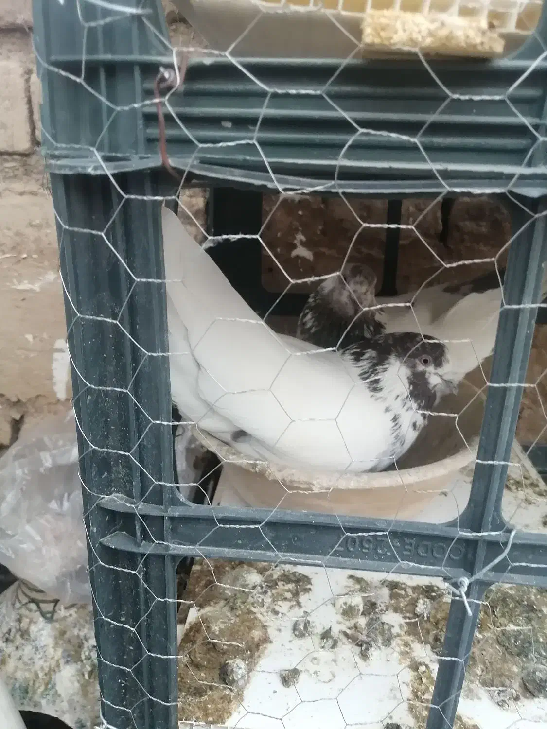 کفتر گمشده|حیوانات|قم, شهرک امام حسین|دیوار