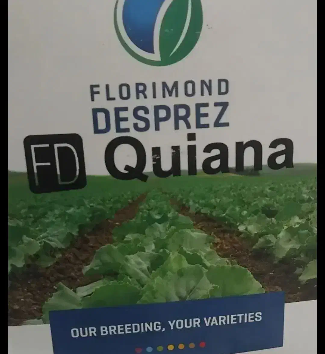 بذر چغندر|گل و گیاه طبیعی|کلاله, |دیوار