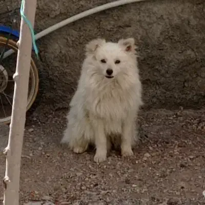 سگ پامرین|سگ|مبارکه, |دیوار