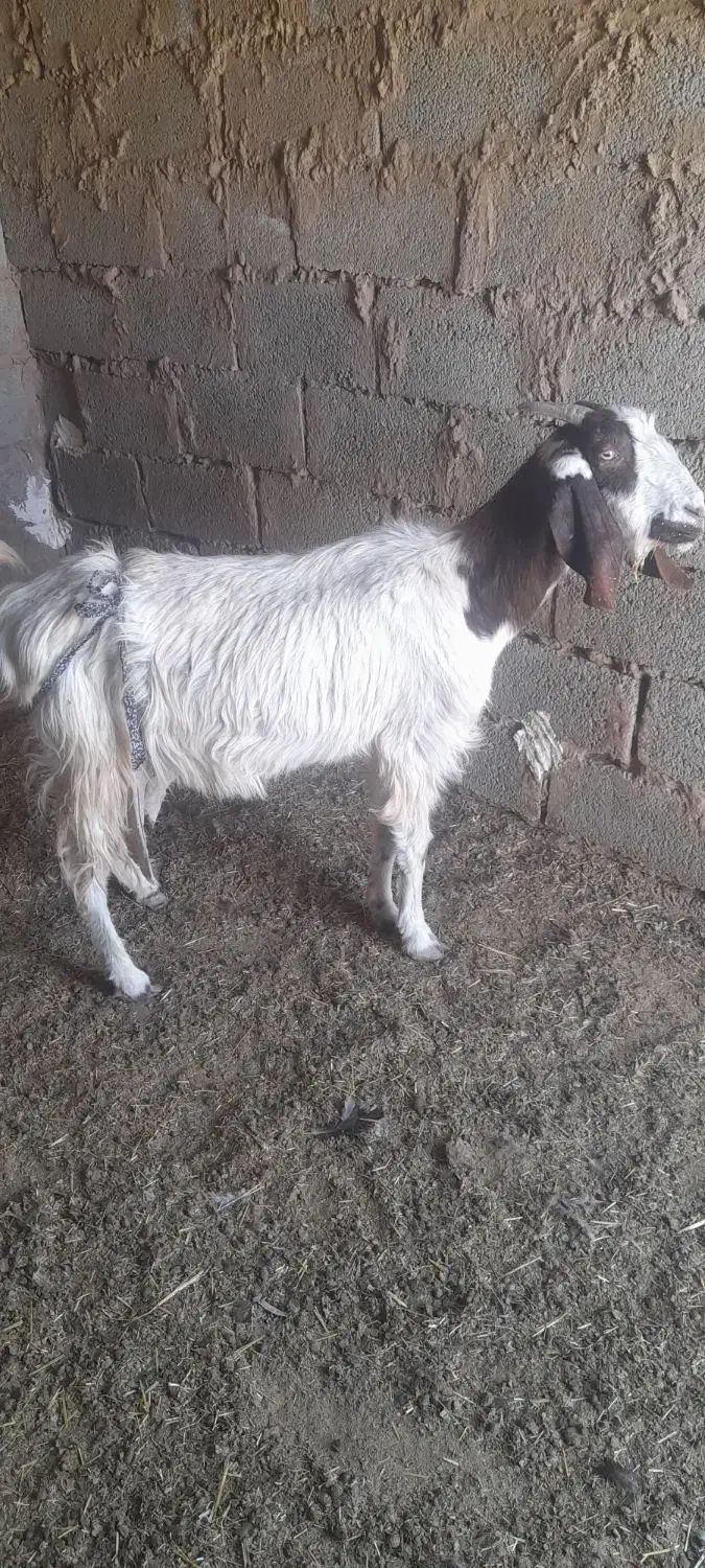 بزدورگ|حیوانات مزرعه|بیرجند, |دیوار