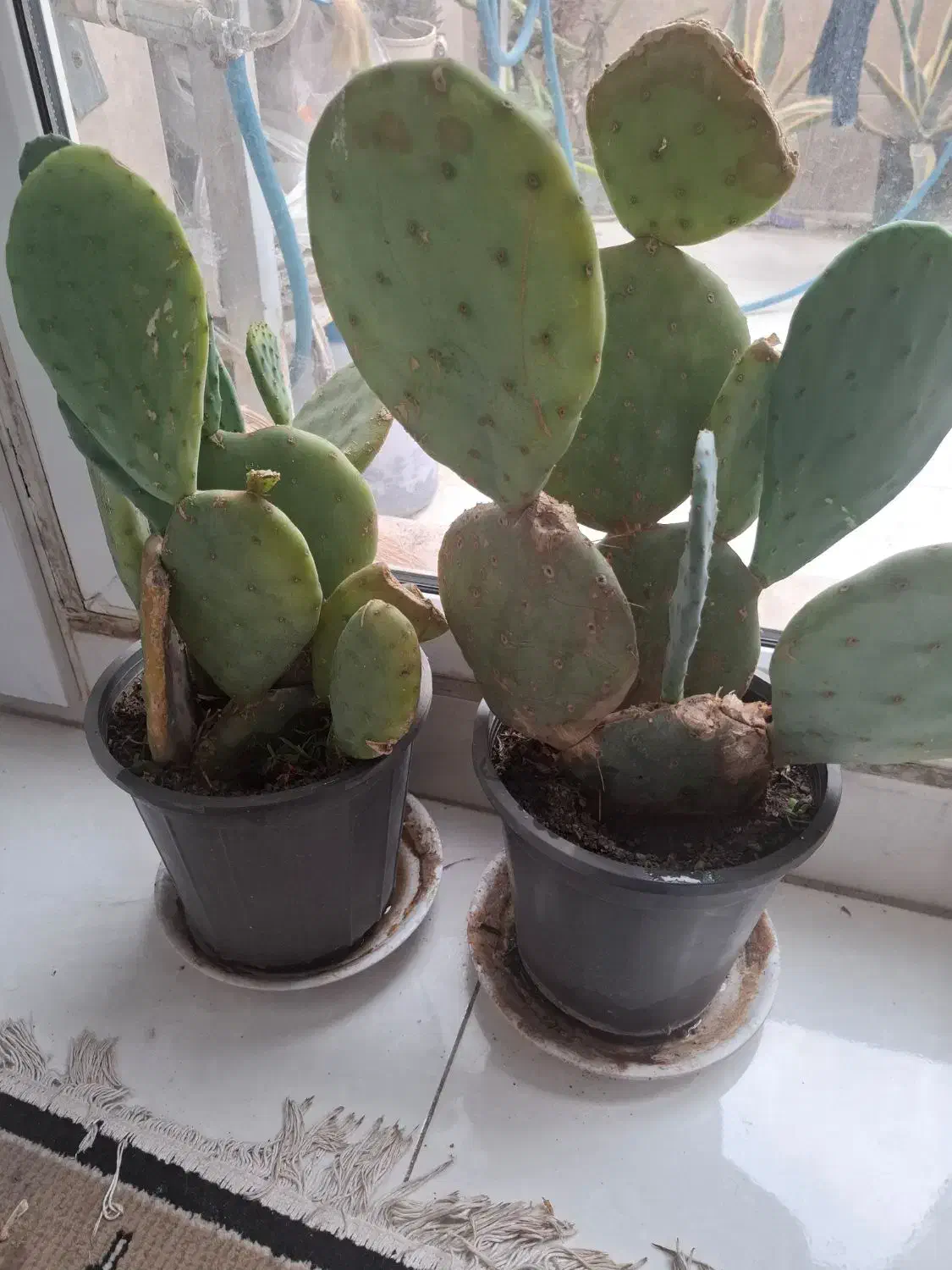 کاکتوس سایز بزرگ|گل و گیاه طبیعی|گرمدره, |دیوار