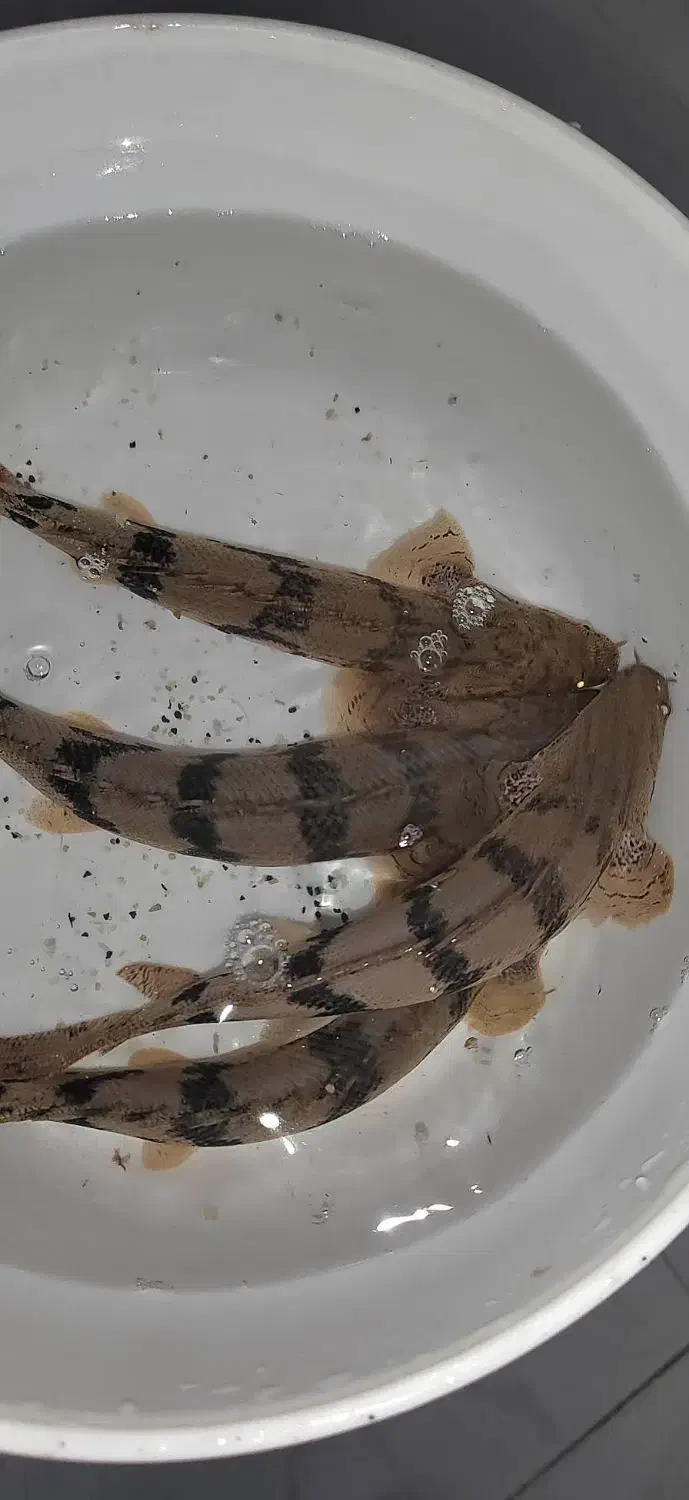 ماهی پولی اندیچری|ماهی|تهران, مولوی|دیوار