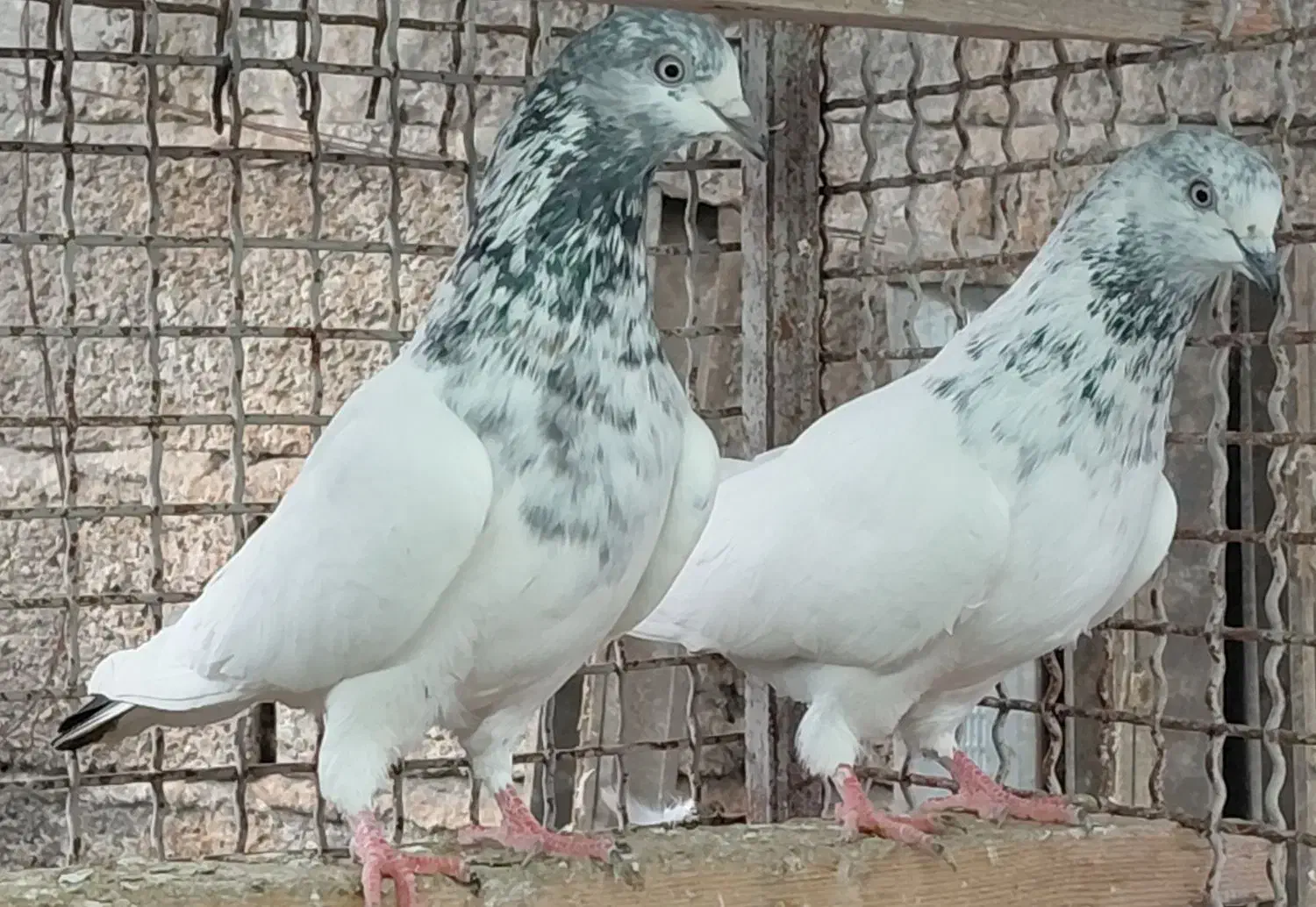 کبوتر. کلدمسبز|پرنده|قائمشهر, |دیوار