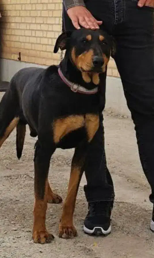 واگذاری سگ دوبرمن توله|سگ|شهریار, شهرک وائین|دیوار