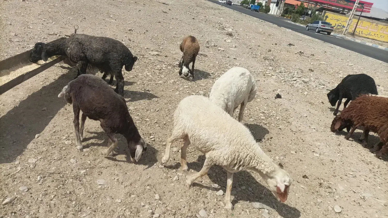 گوسفند زنده|حیوانات مزرعه|اندیشه, شهرک المهدی|دیوار