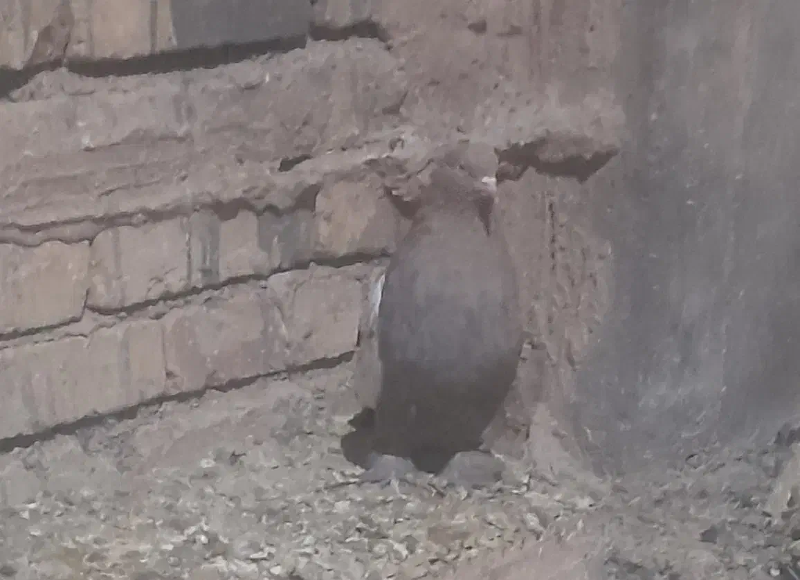 سینه سوسنی ماده پاری|پرنده|چادگان, |دیوار