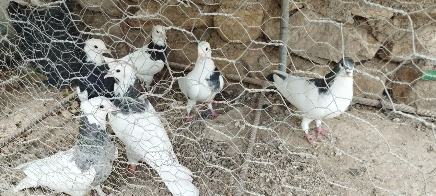 یه دسته ۷تایی طوقی بهبهونی زرنگ زرنگ نر|پرنده|شیراز, شهرک امیر کبیر|دیوار