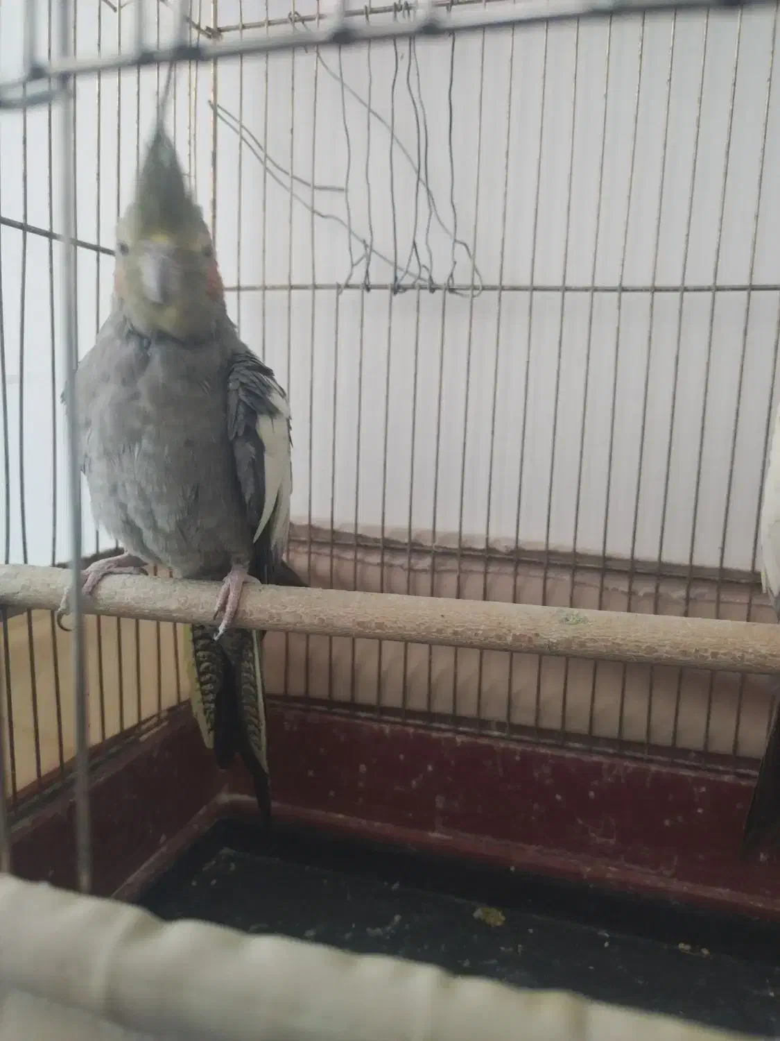 عروس هلندی|پرنده|فرح دشت, |دیوار