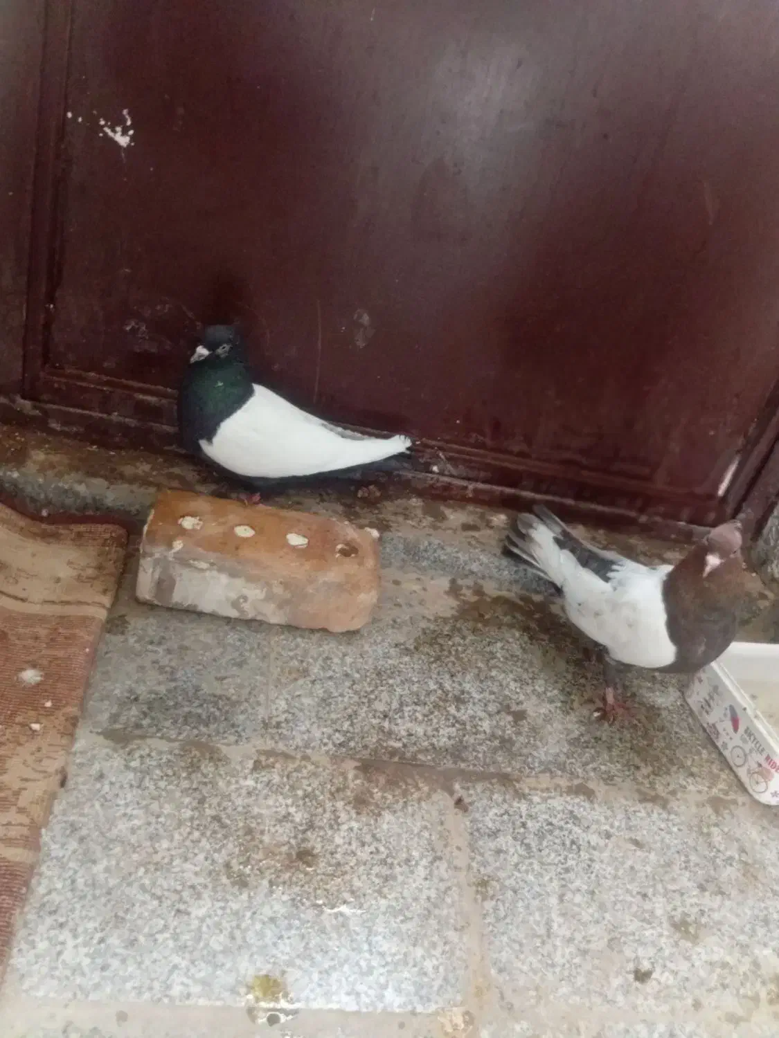 نرماده قلدور هوایی|پرنده|پائین جام, |دیوار