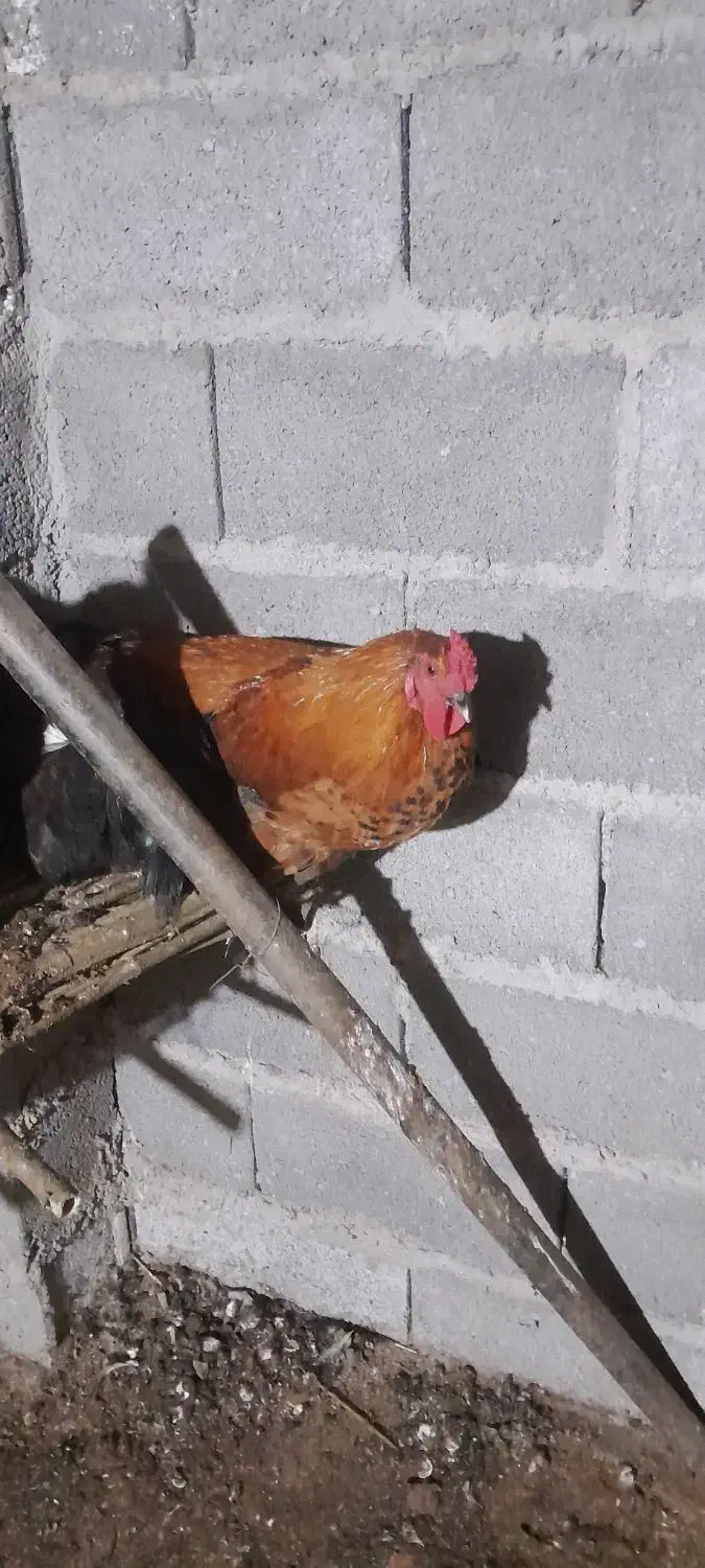 خروس|حیوانات مزرعه|خشکبیجار, |دیوار