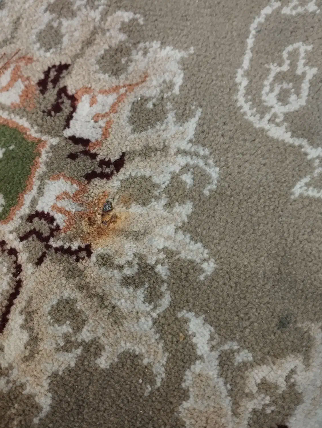 فرش 12 متری 500 شونه|فرش|چهارباغ, |دیوار