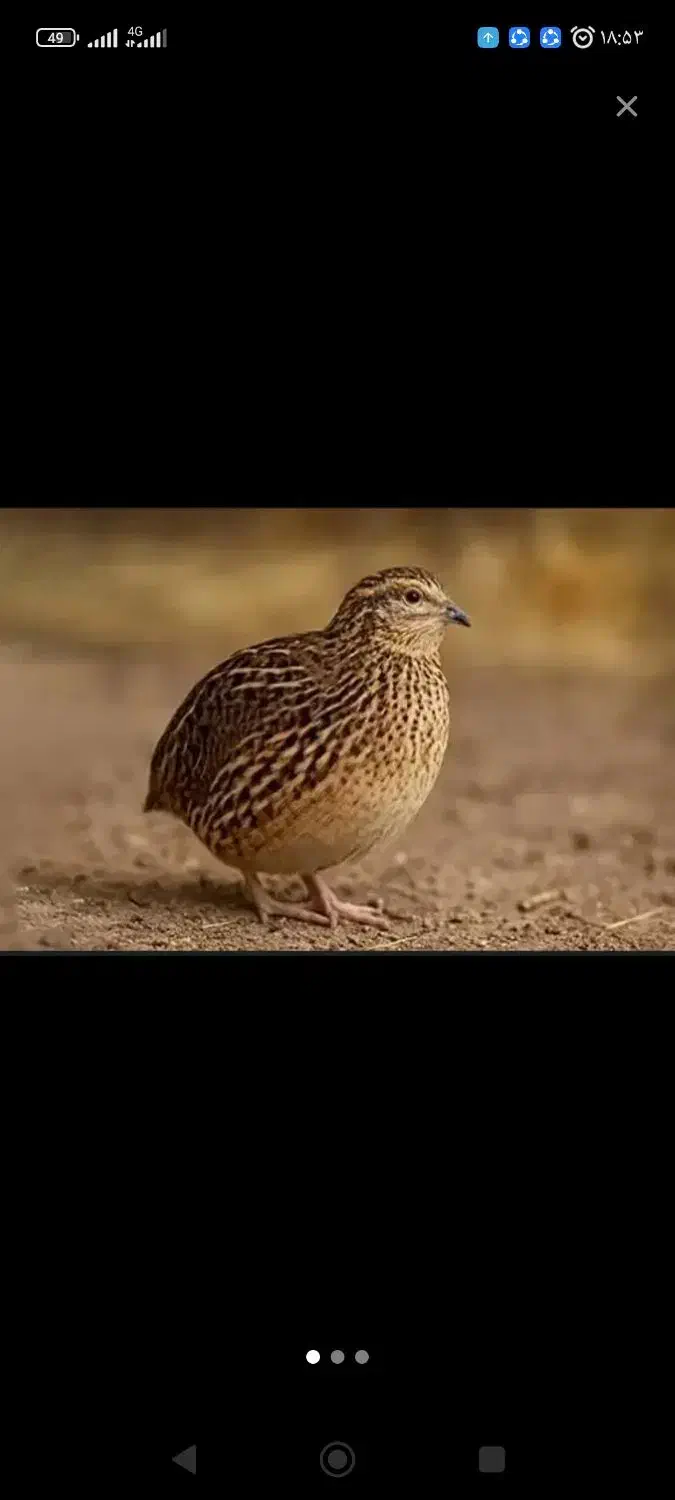 بلدرچین|پرنده|اهواز, کمپلو شمالی|دیوار