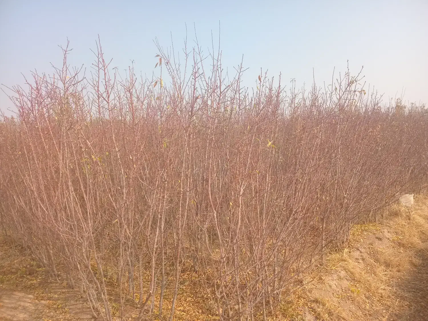 نهال بادام|خدمات باغبانی و درختکاری|خسروشاه, |دیوار