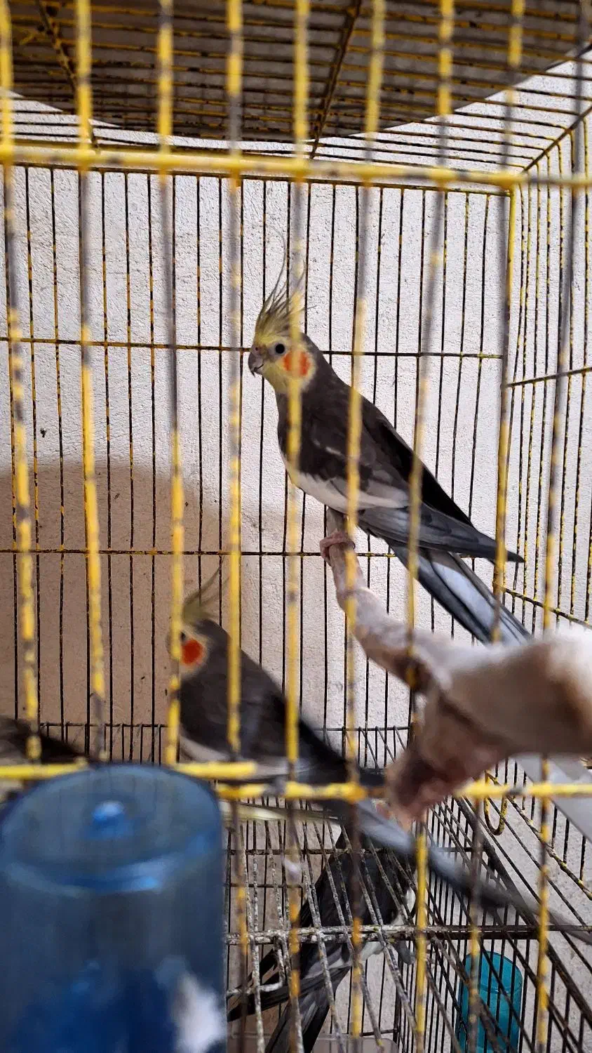 طوطی عروس هلندی|پرنده|رشت, اسماعیل آباد|دیوار