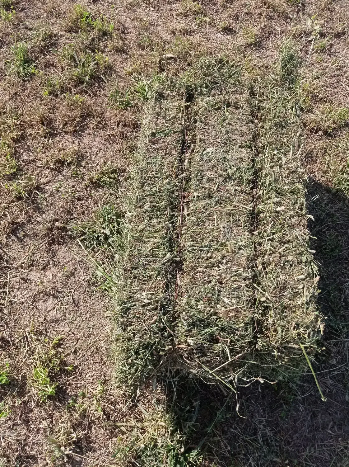 خرید و فروش یونجه و کاه|خدمات باغبانی و درختکاری|میانه, |دیوار