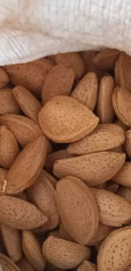 فروش بادام|خوردنی و آشامیدنی|بوانات, |دیوار