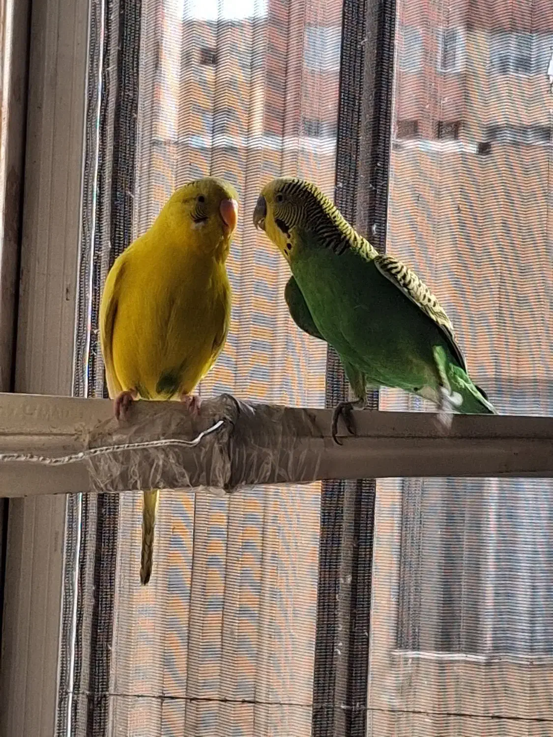 یک جفت مرغ عشق|پرنده|تهران, گلستان (شهرک راه آهن)|دیوار