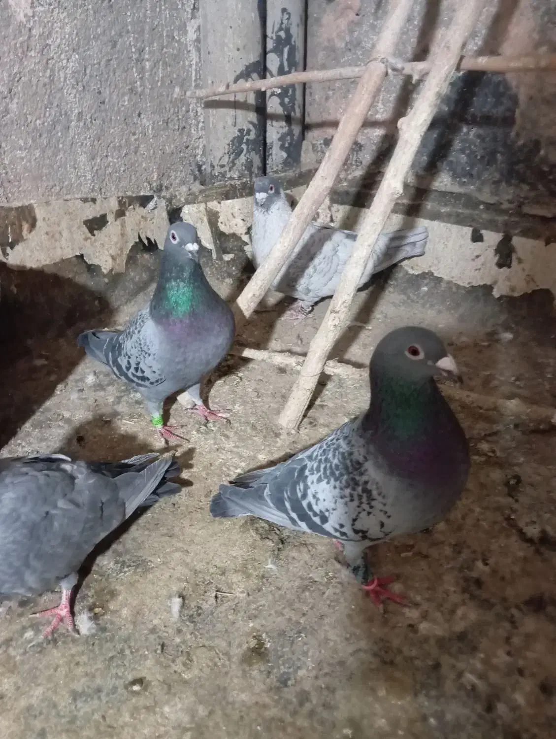 کفتر سبز|پرنده|سبزوار, قاضی زاد|دیوار